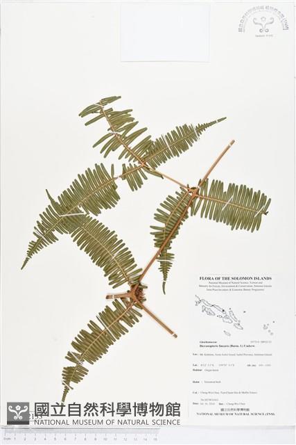 芒萁藏品圖，第1張