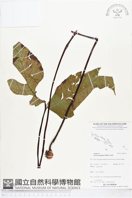 登錄號:BP01133藏品圖，第1張