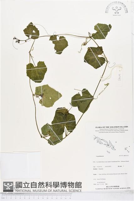 登錄號:BS05133藏品圖，第1張