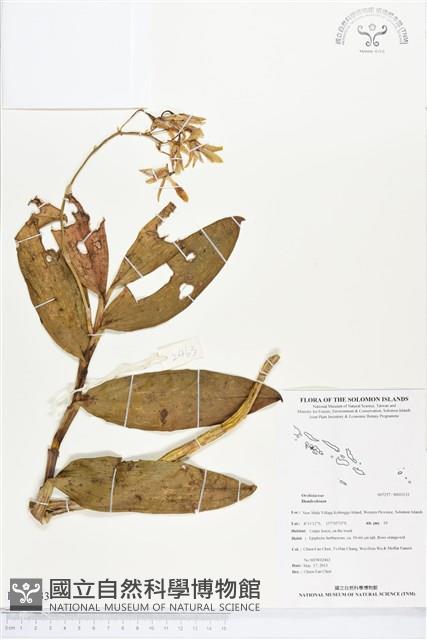 登錄號:BS03133藏品圖，第1張