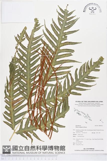 登錄號:BP00433藏品圖，第1張