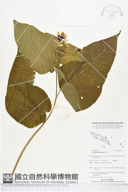 登錄號:BS05433藏品圖，第1張