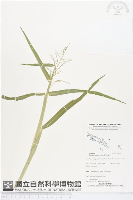 巴拉草藏品圖，第1張