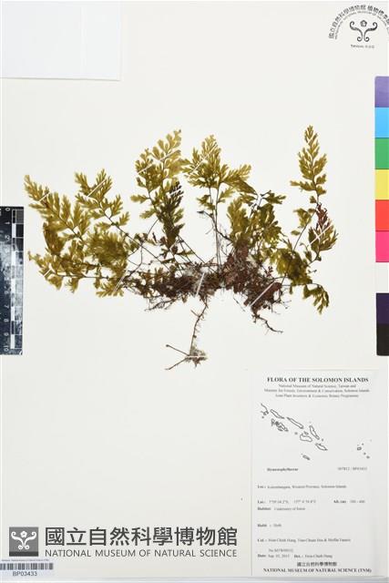 登錄號:BP03433藏品圖，第1張