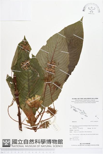 登錄號:BS03433藏品圖，第1張