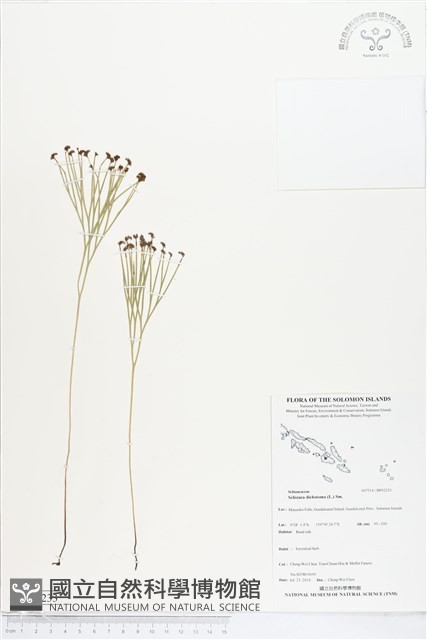 分枝莎草蕨藏品圖，第1張