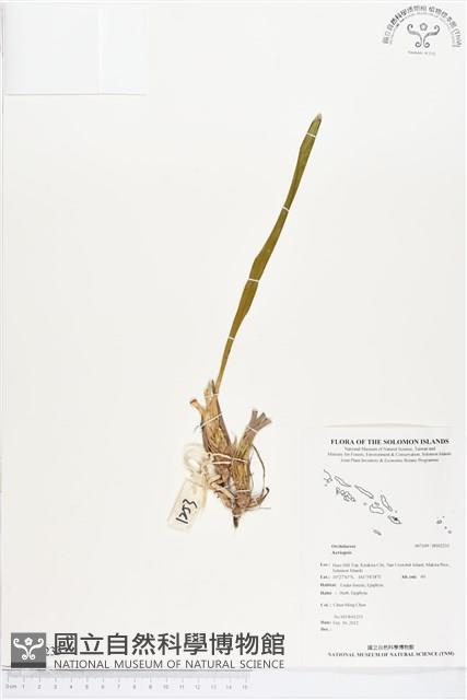 登錄號:BS02233藏品圖，第1張