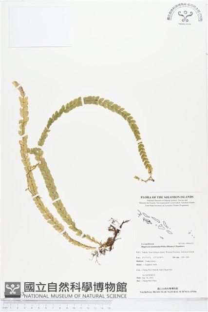 登錄號:BP00233藏品圖，第1張