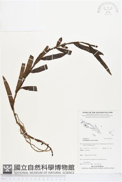 登錄號:BS04233藏品圖，第1張