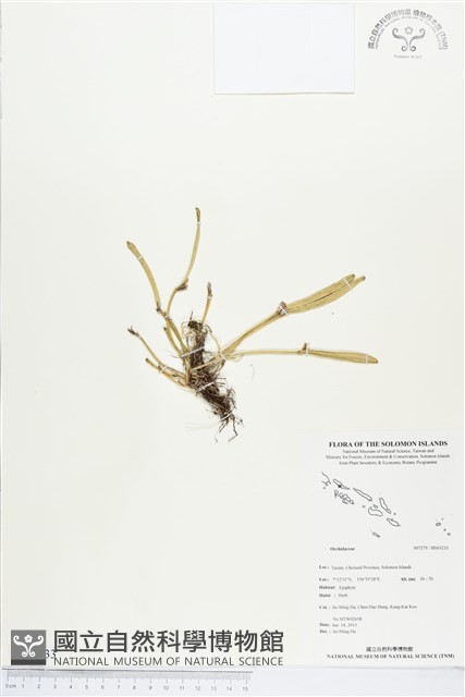 登錄號:BS03233藏品圖，第1張