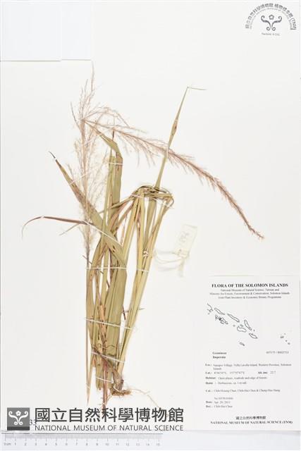 登錄號:BS02733藏品圖，第1張