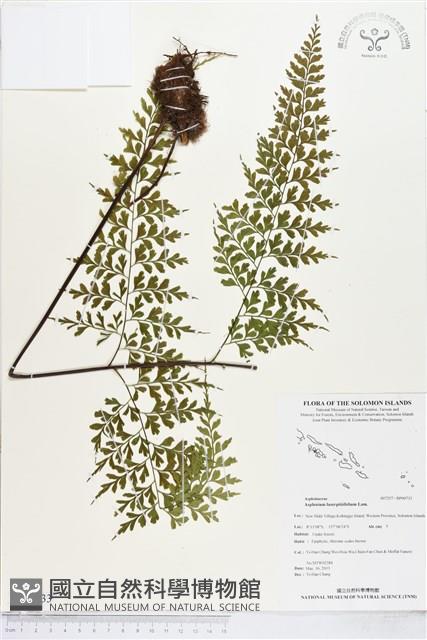 大羽鐵角蕨藏品圖，第1張