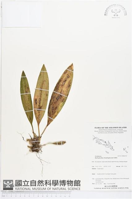 登錄號:BS04733藏品圖，第1張