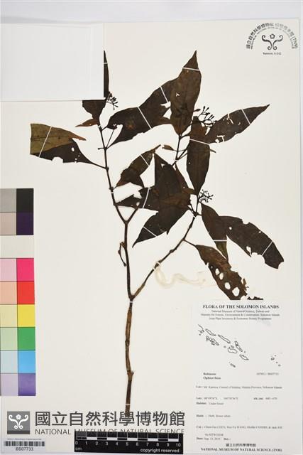 登錄號:BS07733藏品圖，第1張