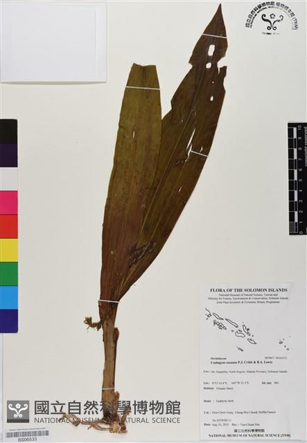 登錄號:BS06533藏品圖，第1張