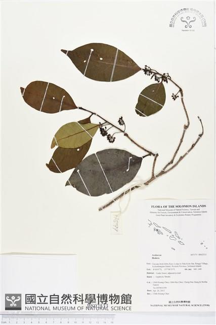 登錄號:BS02533藏品圖，第1張