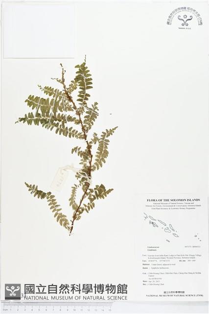 登錄號:BP00533藏品圖，第1張