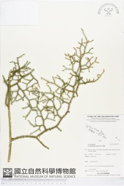 過山龍藏品圖，第1張