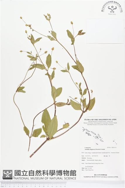 沼生金鈕扣藏品圖，第1張