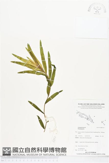 登錄號:BS05533藏品圖，第1張