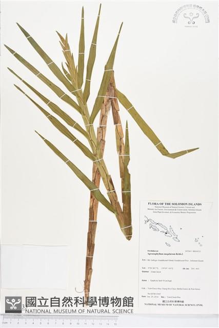 登錄號:BS04533藏品圖，第1張