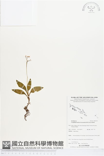 登錄號:BS03533藏品圖，第1張