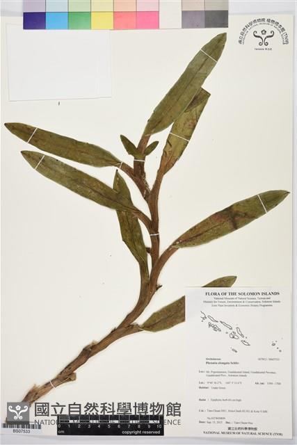 登錄號:BS07533藏品圖，第1張