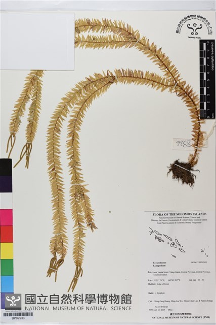 登錄號:BP02933藏品圖，第1張