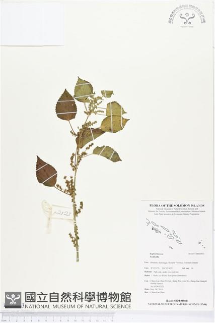 登錄號:BS02933藏品圖，第1張