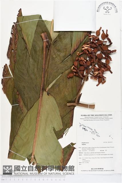 登錄號:BS01933藏品圖，第1張