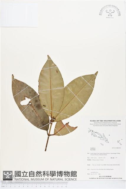 登錄號:BS04933藏品圖，第1張