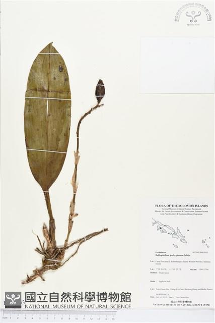 登錄號:BS03933藏品圖，第1張