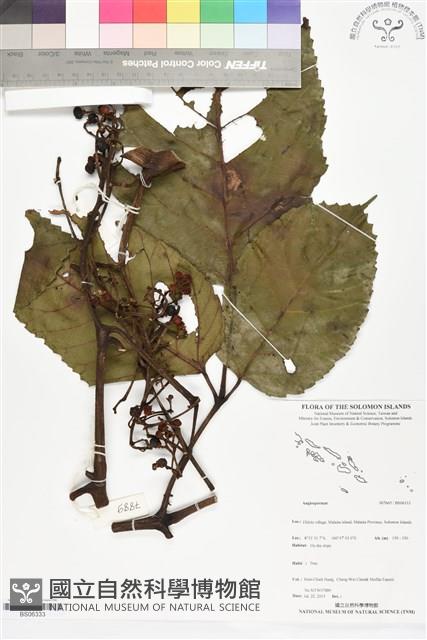 登錄號:BS06333藏品圖，第1張