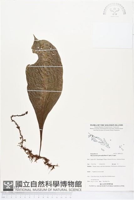登錄號:BP02333藏品圖，第1張