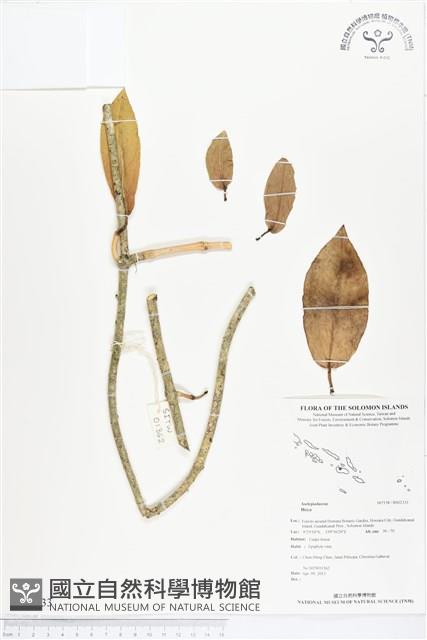 登錄號:BS02333藏品圖，第1張