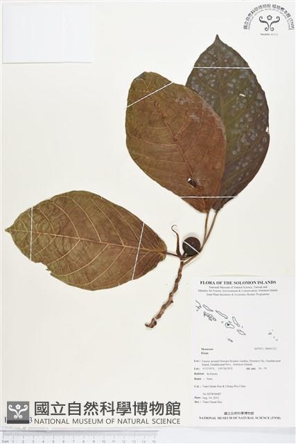 登錄號:BS01333藏品圖，第1張