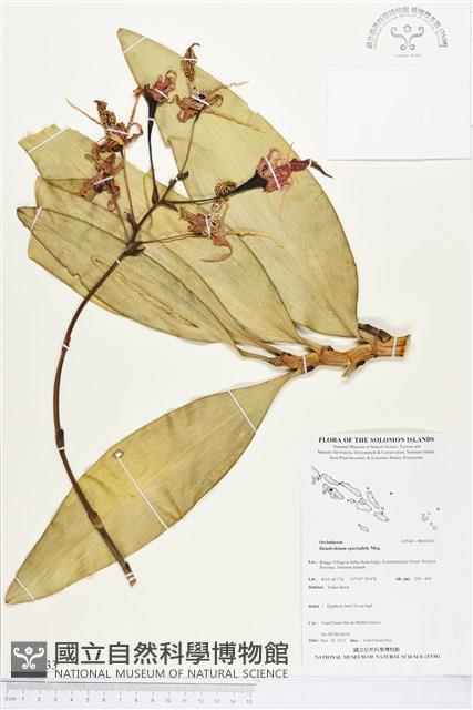 大鬼石斛蘭藏品圖，第1張