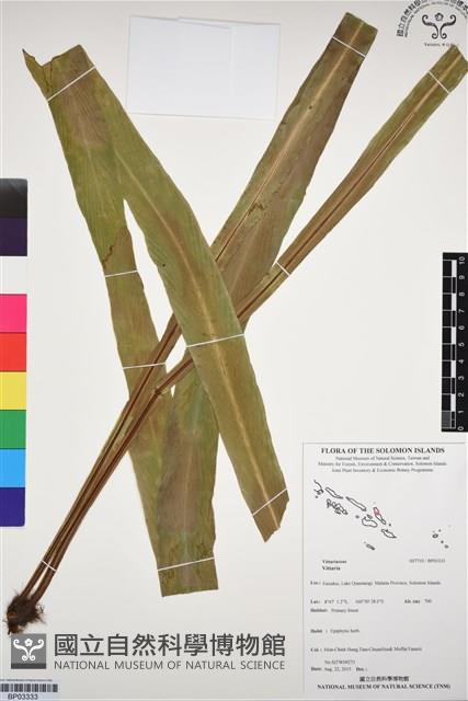 登錄號:BP03333藏品圖，第1張