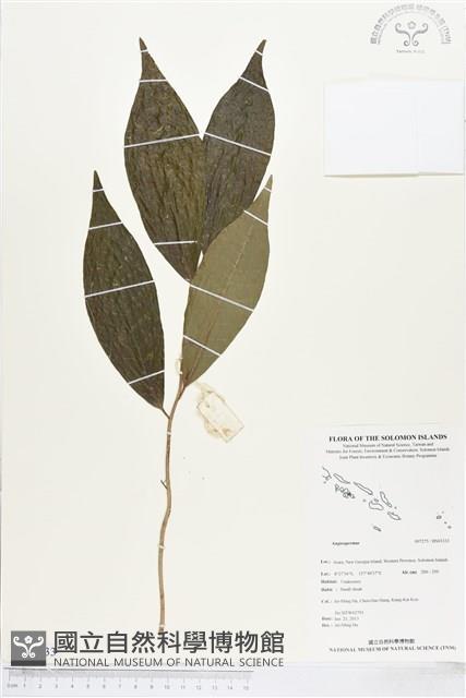 登錄號:BS03333藏品圖，第1張