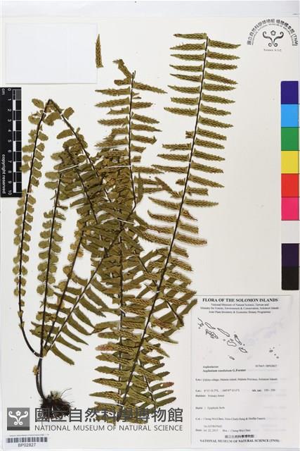 登錄號:BP02827藏品圖，第1張