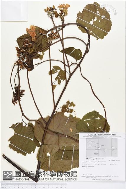 登錄號:BS02827藏品圖，第1張