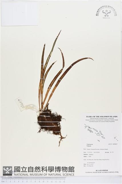 登錄號:BP00827藏品圖，第1張