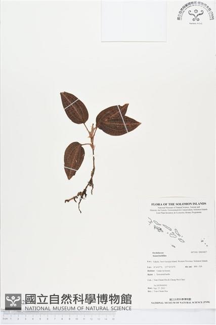 登錄號:BS01827藏品圖，第1張