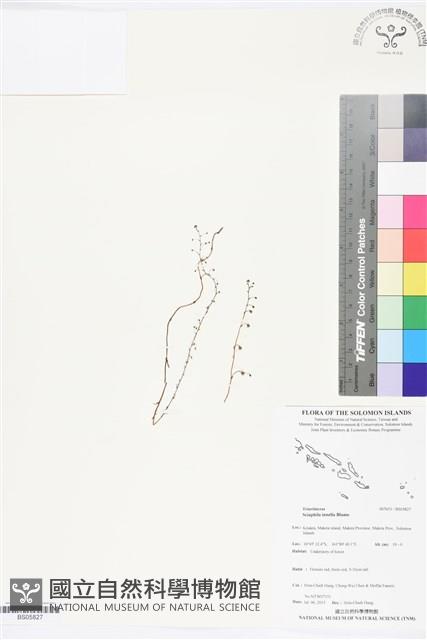 登錄號:BS05827藏品圖，第1張