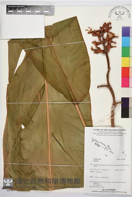 登錄號:BS07827藏品圖，第1張