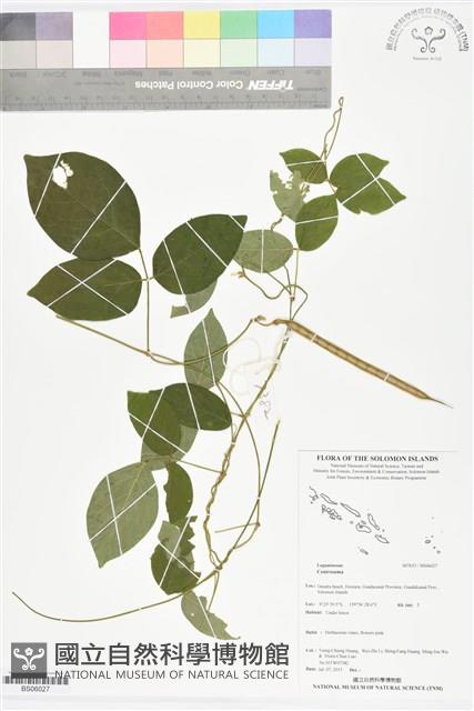 登錄號:BS06027藏品圖，第1張