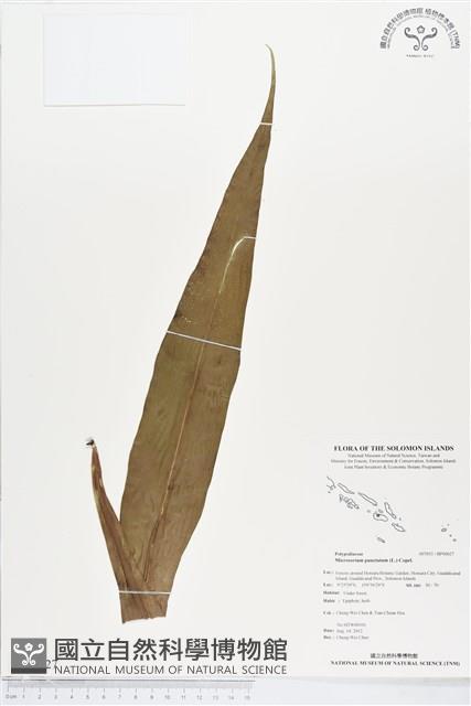 星蕨藏品圖，第1張