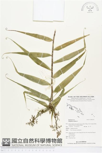 印度鞭藤、蘆竹藤、角仔藤藏品圖，第1張