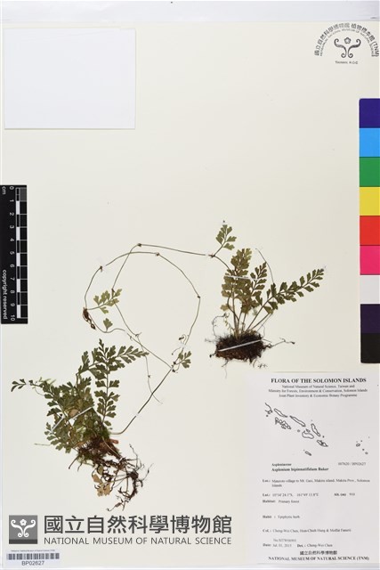 登錄號:BP02627藏品圖，第1張
