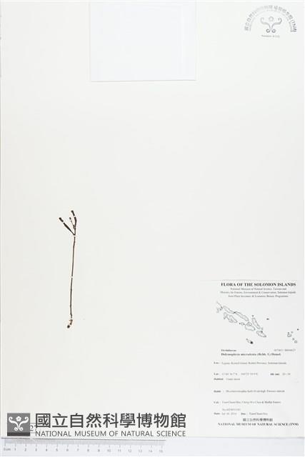 小鬼蘭藏品圖，第1張